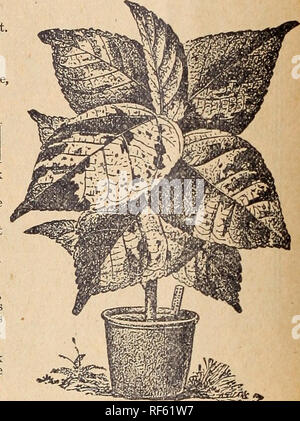 . I.N. Kramer &AMP; Figlio, seedsmen e fioristi. Vivaio Iowa Cedar Rapids cataloghi; semi di ortaggi cataloghi; fiori Semi cataloghi; attrezzature da giardinaggio e i cataloghi dei materiali di consumo. Anthericum grandi piante 25 centesimi per $1.00 ciascuna.. Begonia Rex SCHMIDTH-bel verde profondo, nero ombreggiato foglie; bianco rosaceo fiori. CIO. MULTIFLORA-fiori rosa; molto bello 15e. BERTHA DE CHATEAUROCHER-un luminoso di ribes rosso; uno dei migliori. 10c. AGROSTIGMA-grandi foglie, patinato bianco. I cluster di fine del bianco puro flowei-s. 10c. ROSEUM-bella tinta di rosa. 15c. ARGENTEA GUTTATA-viola battenti in bronzo, oblo Foto Stock