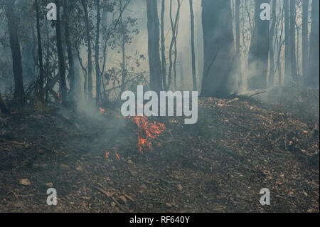 Torna a bruciare per bush la prevenzione degli incendi, Australian bushfire. Foto Stock