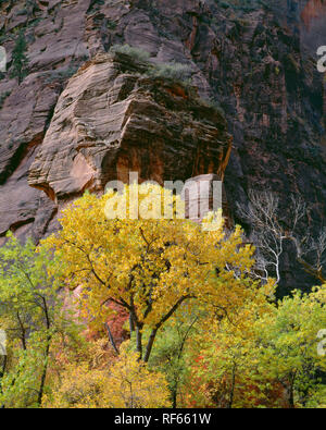 Stati Uniti d'America, Utah, Parco Nazionale Zion, cadono-colorato Fremont pioppi neri americani alberi e il pulpito; tempio di Sinawava nel Canyon Zion. Foto Stock