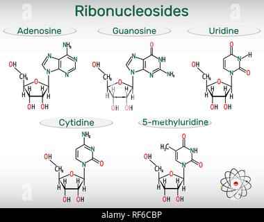 Ribonucleosidi (adenosina e guanosina, citidina, uridina, 5-methyluridine) - e pirimidina nucleoside di purina molecola. Strutturale formule chimiche. Illustrazione Vettoriale