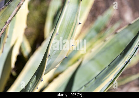 Agave spinosa in un giardino Castelnou, Sud Francia Foto Stock