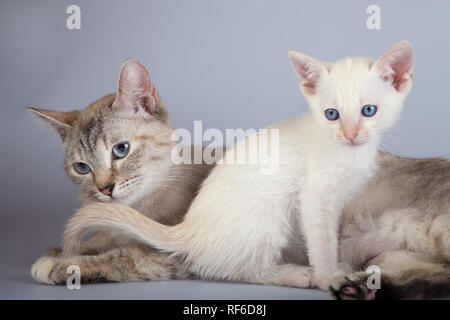 Un gatto siamese gatto su uno sfondo bianco, adulti siam tabby point con punto rosso kitty Foto Stock