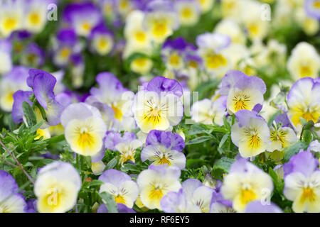 Viola x wittrockiana fiori. Pansy cool serie wave. Foto Stock