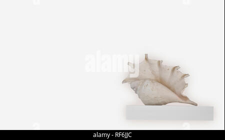 Grande guscio bianco su un ripiano isolato su sfondo bianco Foto Stock