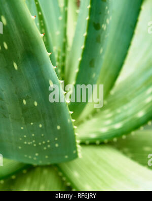 Aloe vera pianta. Primo piano di foglie dentellate a Volcji Potok arboreto, Kamnik, Gorenjska, Slovenia Foto Stock