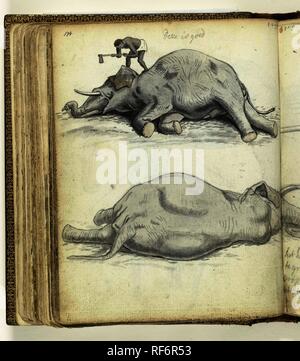 Giacente elephant con la trinciatura cingalesi. Relatore per parere: Jan Brandes. Dating: Dic-1785. Luogo: Ja-Ela. Misurazioni: h 195 mm × W 155 mm. Museo: Rijksmuseum Amsterdam. Foto Stock