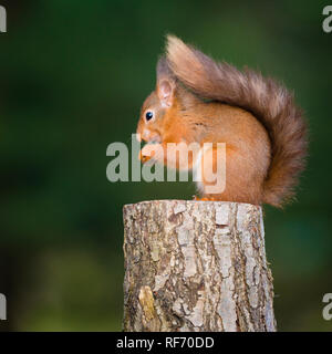 Ritratto in pericolo di scoiattolo rosso seduta sul ceppo di albero alimentazione nel bosco con la coda avvolta intorno ad esso Foto Stock