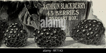 . Manuale di alberi da frutta e piante. Vivaio Pennsylvania West Chester cataloghi; Vivai (orticoltura) Pennsylvania West Chester cataloghi; alberi da frutto piantine Cataloghi Cataloghi di frutta. Selezionare Elenco di scelta frutta - more 29. "More Tlie coltivazione di questo delizioso e sano frutta è frequentato con così pochi problemi e spese che ogni giardino, tuttavia piccoli, devono avere almeno una dozzina di piante. Per scopi di cottura sono unsnrpassed, e produrrà un vino scuro di ottima qualità. Qualsiasi moderatamente ricco suolo risponderà per la loro coltivazione, ma avoi Foto Stock