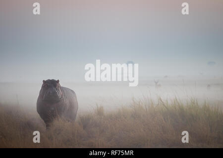 Busanga Plains è una delle zone più remote del Parco Nazionale di Kafue, Zambia, ma anche la più bella e con la più alta densità di animali Foto Stock