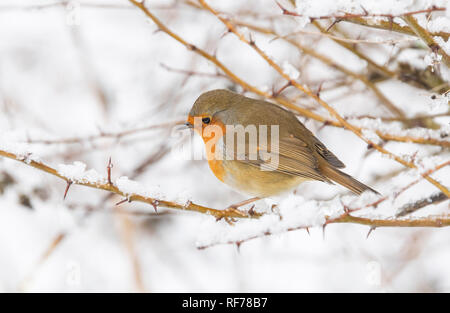 Pettirosso Erithacus rubecula sulla coperta di neve rami, Frogmore, Hertfordshire, Regno Unito Foto Stock