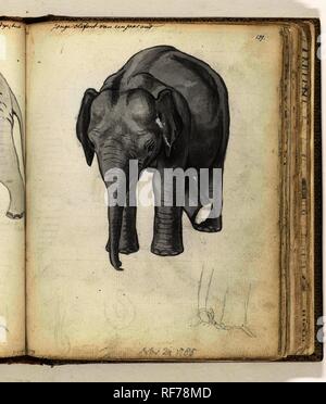 Giovane elefante. Relatore per parere: Jan Brandes. Dating: 24-Nov-1785. Luogo: Ja-Ela. Misurazioni: h 195 mm × W 155 mm. Museo: Rijksmuseum Amsterdam. Foto Stock