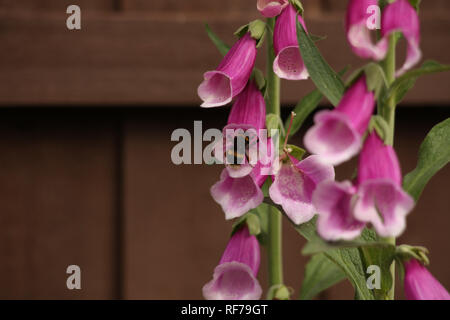 Bumblebee su Foxglove Foto Stock