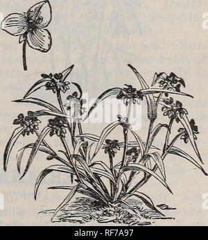 . Catalogo di hardy alberi ornamentali, arbusti, e vigne, Hardy fiori e grandi e piccoli frutti. Vivaio Massachusetts cataloghi; Vivai (orticoltura) Massachusetts cataloghi; piante ornamentali, cataloghi; alberi piantine cataloghi; arbusti ornamentali Cataloghi Cataloghi di fiori e alberi da frutto piantine Cataloghi Cataloghi di frutta. Catalogo del vivaio di lettura, messa.-J. W. Manning, titolare. 145 timo - il timo. (Labiatce.) piuttosto a bassa crescita liane, fiorente in qualsiasi condizione di luce, ben drenato e particolarmente adatta per il rivestimento di banche a secco; il muschio specie affini preferiscono un parzialmente ombreggiata sit Foto Stock