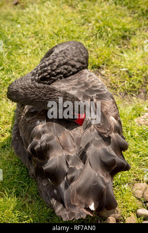 Black Swan mute Foto Stock