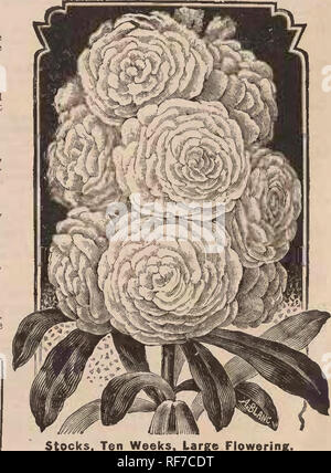 . Semi di fiori : nuovo e la scelta di speciali meriti che crescono. Vivaio di Minneapolis Minnesota cataloghi; fiori Semi cataloghi; lampadine (piante) Cataloghi. Viola-Viola Odorata. La Violetta. (Viola). La Violetta non dovrebbe egli voglia in ogni giardino, sul conto del suo profumo e comparsa precoce. Un unico fiore sarà un profumo tutta la camera. Riesce meglio in un ombroso, luogo protetto e può essere facilmente aumentata dividendo le radici. Migliori misto. Pkt.,10O8feds , 4, cts. La Violetta. (Queen Charlotte). Una nuova e splendida fioritura grande varietà bianca writh fiorito di raddoppiare le dimensioni delle specie originale (viola) Foto Stock