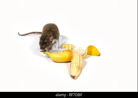 Un ratto è mangiare una banana su uno sfondo bianco. Foto Stock