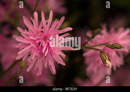 Lychnis flos-cuculi 'Petite Jenny' Foto Stock