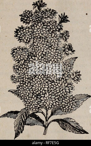 . Catalogo. Vivaio Georgia Atlanta cataloghi; alberi da frutto piantine Cataloghi Cataloghi di frutta; piante ornamentali, cataloghi; arbusti cataloghi. ATLANTA, Georgia. 19. DEUTZIA. Arbusti decidui. Non vi è nulla che in modo rapido e per così poco costo, aggiunge all'allegro- ness e la finitura di una casa come arbusti in fiore. Tutti che noi offriamo sono stati esaustivi- ly provato qui, sono interamente hardy, fiorisce in una sola volta e g:riga più bello ogni anno. ALTHAEA (Hibiscus syriacus). Doppio rosso, Doppia bianca e doppio viola. Queste sono le piante ornamentali e una siepe o schermata realizzata mescolando i colori è molto pre