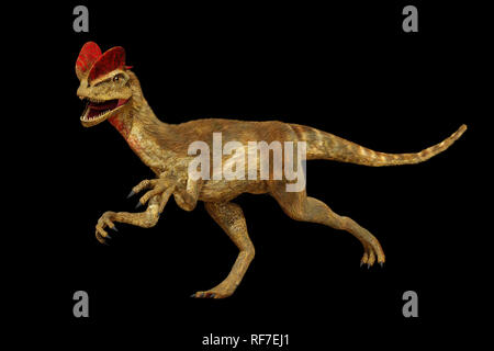 Dilophosaurus, theropod dinosaur dagli inizi del giurassico (3D render isolati su sfondo nero) Foto Stock