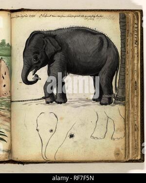 Giovane elefante su albero. Relatore per parere: Jan Brandes. Dating: Dic-1785. Luogo: Ja-Ela. Misurazioni: h 195 mm × W 155 mm. Museo: Rijksmuseum Amsterdam. Foto Stock