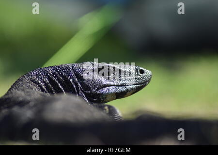 Nativa australiana Goanna preso come un profilo Foto Stock