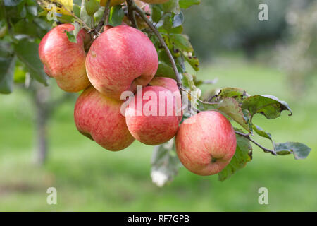 Malus domestica 'Ariwa'. Le mele su un albero. Foto Stock