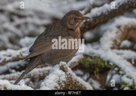 Un molto vicino ritratto di una femmina di merlo seduta su una coperta di neve pila di legno. È arroccato e guardare vicino a destra per i predatori Foto Stock