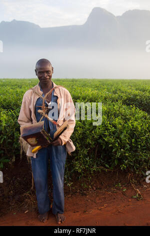 Una raccoglitrice di tè lavoratore pone per un ritratto in una piantagione di tè ai piedi del monte Mulanje Massive, nel quartiere meridionale, Malawi. Il tè è un tasto raccolto in contanti. Foto Stock