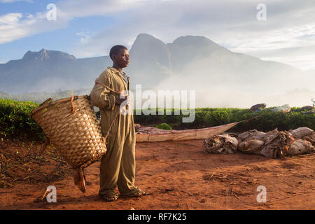 Una raccoglitrice di tè lavoratore pone per un ritratto in una piantagione di tè ai piedi del monte Mulanje Massive, nel quartiere meridionale, Malawi. Il tè è un tasto raccolto in contanti. Foto Stock