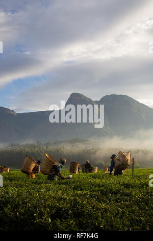 Raccoglitrice di tè lavoratori posare per un ritratto in una piantagione di tè ai piedi del monte Mulanje Massive, nel quartiere meridionale, Malawi. Il tè è un tasto raccolto in contanti. Foto Stock