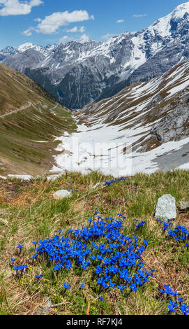 Fiori blu nella parte anteriore e in estate il Passo dello Stelvio con la neve sul versante della montagna e la strada a serpentina (Italia) Foto Stock