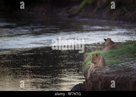 South Luangwa National Park nella provincia orientale dello Zambia è tra i paesi più popolari destinazioni per i safari e osservazione degli animali selvatici. Foto Stock