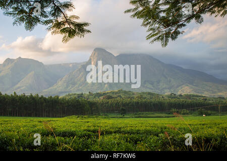 Mount Mulanje, un gigantesco massiccio in quartiere meridionale, Malawi, è il monte più alto in Sud Africa centrale ed è costituito da una rete di sentieri escursionistici Foto Stock