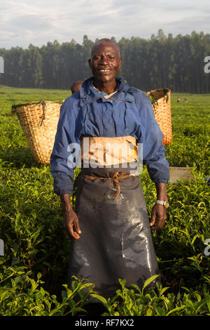 Una raccoglitrice di tè lavoratore pone per un ritratto in una piantagione di tè ai piedi del monte Mulanje Massive, nel quartiere meridionale, Malawi. Il tè è un tasto raccolto in contanti. Foto Stock