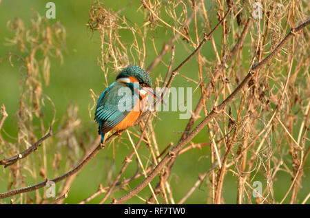 Kingfisher (Alcedo atthis) Kent (allentati Village, vicino a Maidstone) REGNO UNITO. Gennaio Foto Stock