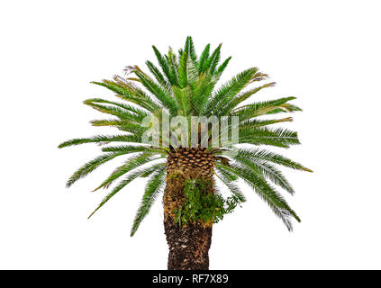Bella struttura Palm Tree isolati su sfondo bianco. Foto Stock