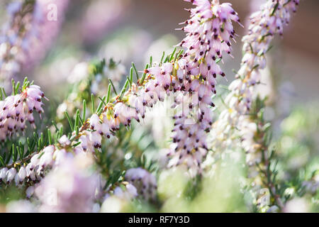 Delicato rosa fiori di Erica darleyensis impianto (inverno) Heath nel giardino invernale durante la giornata di sole Foto Stock