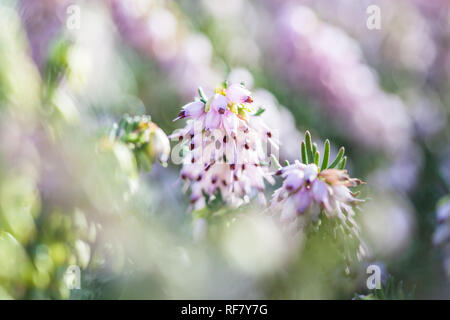 Delicato rosa fiori di Erica darleyensis impianto (inverno) Heath isolato in close-up shot macro Foto Stock