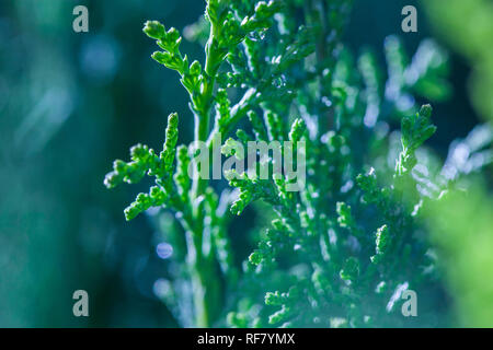 Close-up foto di rami verdi di ginepro arbusto sempreverde di piante in giardino centro durante la giornata invernale Foto Stock