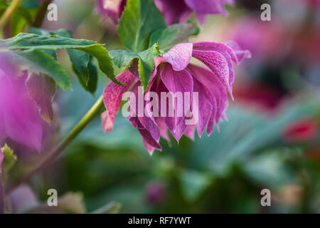 Close-up foto di bella viola rosa con vene di borgogna fiori doppi di lenten rose Elly (Helleborus orientalis) fioritura durante il periodo invernale Foto Stock