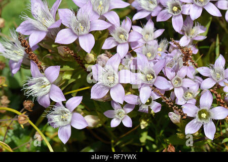 Chiltern gentian, Deutsche Fransenenzian, Deutscher Kranzenzian, Wettstein-tárnicska, Gentiana germanica, Alpi, Austria, Europa Foto Stock