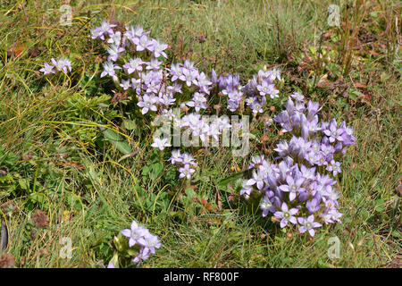 Chiltern gentian, Deutsche Fransenenzian, Deutscher Kranzenzian, Wettstein-tárnicska, Gentiana germanica, Alpi, Austria, Europa Foto Stock