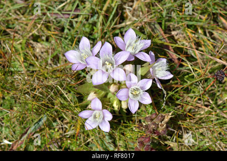 Chiltern gentian, Deutsche Fransenenzian, Deutscher Kranzenzian, Wettstein-tárnicska, Gentiana germanica, Alpi, Austria, Europa Foto Stock