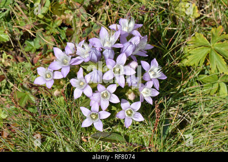 Chiltern gentian, Deutsche Fransenenzian, Deutscher Kranzenzian, Wettstein-tárnicska, Gentiana germanica, Alpi, Austria, Europa Foto Stock
