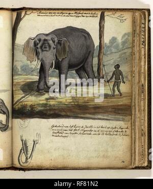 Elefanti selvatici legati tra gli alberi. Relatore per parere: Jan Brandes. Dating: Dic-1785. Luogo: Ja-Ela. Misurazioni: h 195 mm × W 155 mm. Museo: Rijksmuseum Amsterdam. Foto Stock