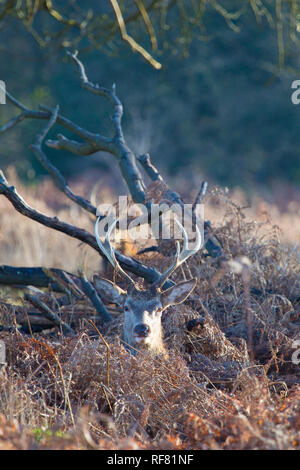 Giovani Red Deer stag in appoggio nel sottobosco wooland, Richmond, London, 2019 Foto Stock