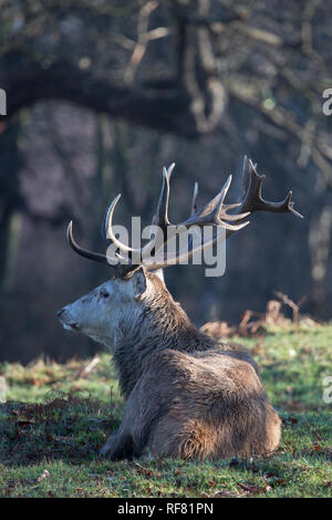 Grandi Cervi stag in appoggio al mattino presto inverno sunshine, Richmond, London, 2019 Foto Stock