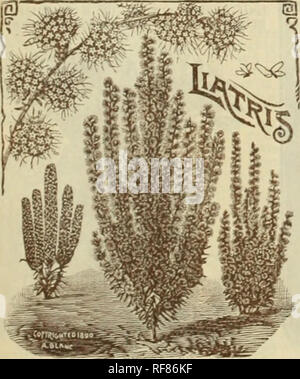 . Catalogo della Florida rari fiori e frutti : stagione del 1894. Vivai (orticoltura) Florida Cataloghi Cataloghi di fiori e piante ornamentali, cataloghi. I.IATRIS TF.nl'IFOLIA. Il giglio di Blackberry. (^Pardaiithus C/iinensis.) Una bellissima, utile hardy pianta erbacea con fogliame molto resemblingthat dell'iride, e è una e&lt;iually valuabte e desiderabile impianto per la frontiera o letti di fiori. Il plnnts abbiano una ramificazione steli dei fiori che continuano per diverse settimane per produrre una profusione di Lily-simili, arancio fiori colorati, macchiato di porpora. Il tlowers sono seguiti da seme-pods w Foto Stock