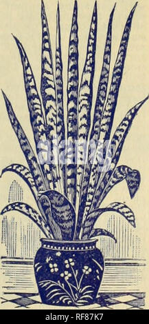 . Catalogo della Florida rari fiori e frutti. Vivai (orticoltura) Florida Cataloghi Cataloghi di fiori e piante ornamentali, cataloghi. . Si prega di notare che queste immagini vengono estratte dalla pagina sottoposta a scansione di immagini che possono essere state migliorate digitalmente per la leggibilità - Colorazione e aspetto di queste illustrazioni potrebbero non perfettamente assomigliano al lavoro originale. Jessamine giardini; Pike &AMP; Ellsworth (Azienda); Henry G. vivaio di Gilbert e il commercio di sementi Catalogo Collezione. Jessamine, Fl. : Jessamine Gardens Foto Stock