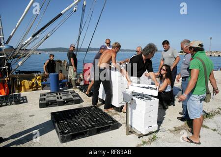 Giornata di vendita il bottino di un grossista, sardina barca da pesca 'Jastreb, ' basato in Kali sull isola di Ugljan, a Porto sulla isola di Pag in Foto Stock